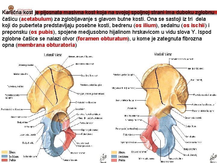 Karlična kost je pljosnata masivna kost koja na svojoj spoljnoj strani ima duboku zglobnu