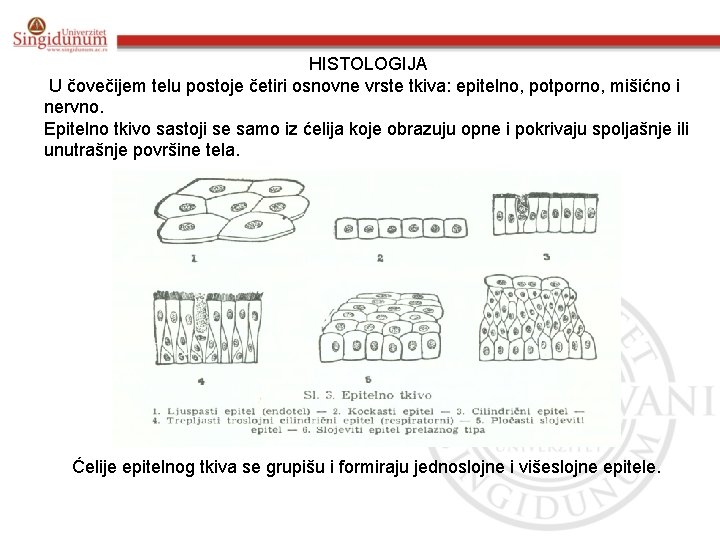 HISTOLOGIJA U čovečijem telu postoje četiri osnovne vrste tkiva: epitelno, potporno, mišićno i nervno.