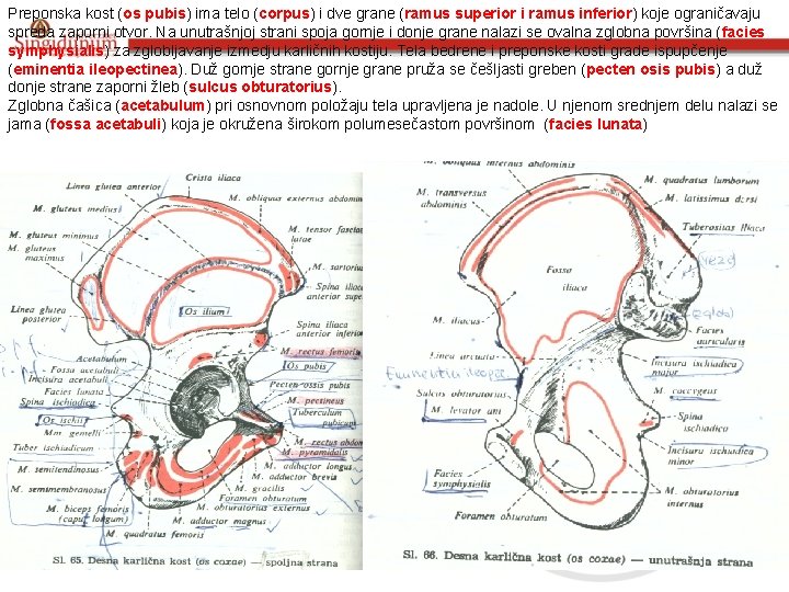 Preponska kost (os pubis) ima telo (corpus) i dve grane (ramus superior i ramus