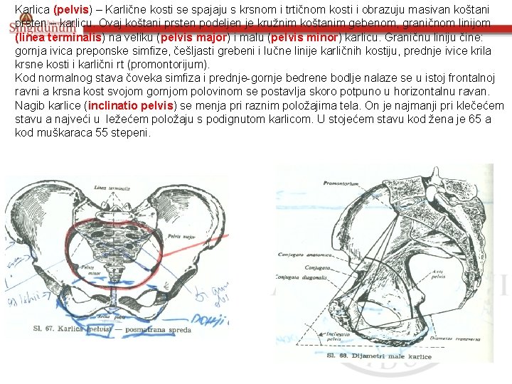 Karlica (pelvis) – Karlične kosti se spajaju s krsnom i trtičnom kosti i obrazuju