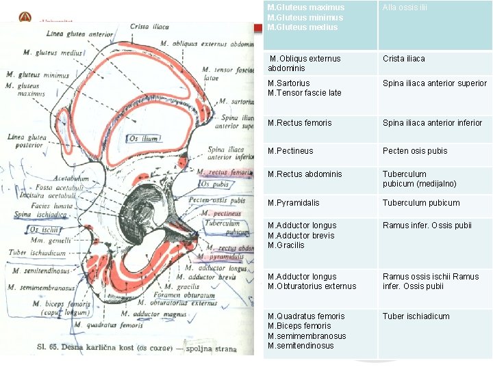 M. Gluteus maximus M. Gluteus minimus M. Gluteus maximus M. Gluteus medius M. Gluteus