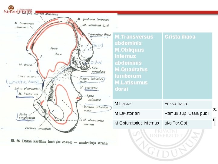 M. Transversus Crista iliaca abdominis M. Transversus abdominis M. Obliquus internus abdominis internus M.