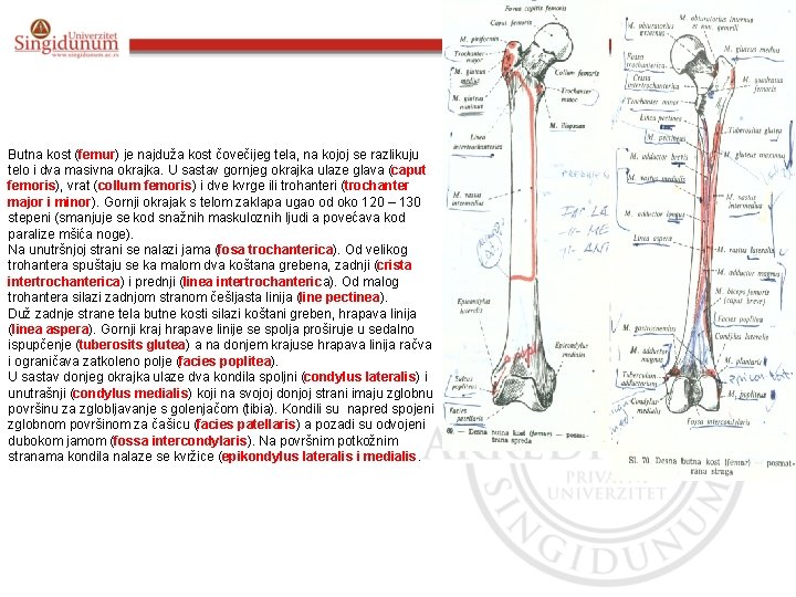 Butna kost (femur) je najduža kost čovečijeg tela, na kojoj se razlikuju telo i