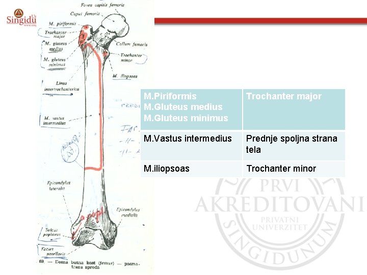 M. Piriformis M. Gluteus medius M. Gluteus minimus Trochanter major M. Vastus intermedius Prednje