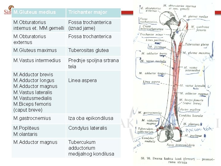 M. Gluteus medius Trichanter major M. Obturatorius Fossa trochanterica internus et. MM. gemelli (iznad