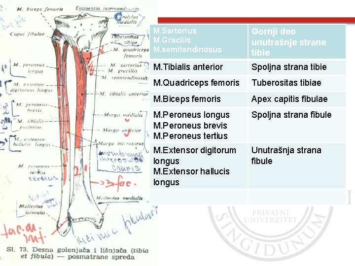 M. Sartorius M. Gracilis M. semitendinosus Gornji deo unutrašnje strane tibie M. Tibialis anterior