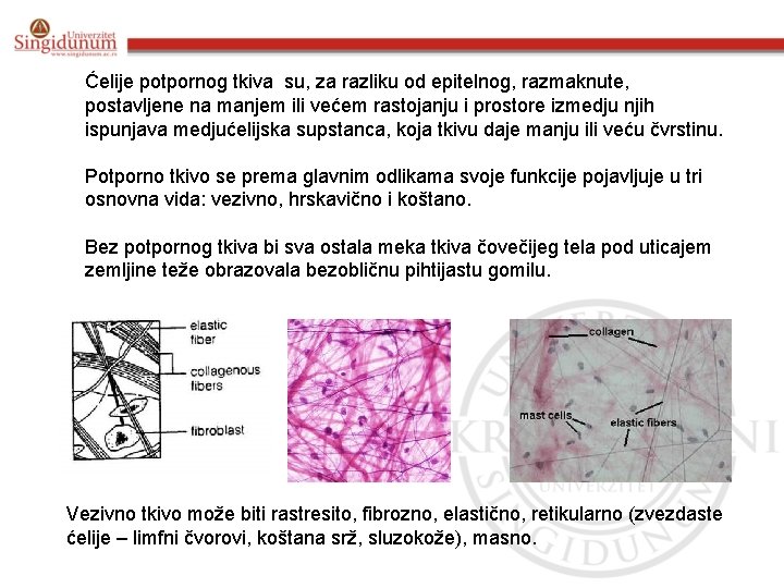 Ćelije potpornog tkiva su, za razliku od epitelnog, razmaknute, postavljene na manjem ili većem