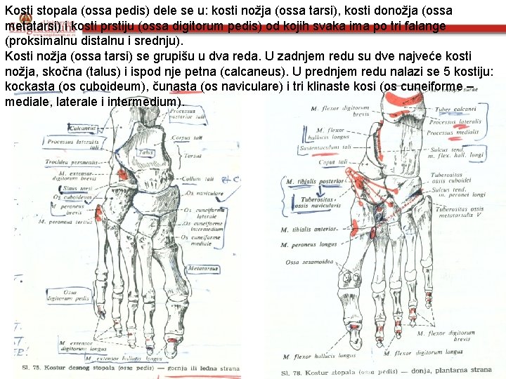 Kosti stopala (ossa pedis) dele se u: kosti nožja (ossa tarsi), kosti donožja (ossa
