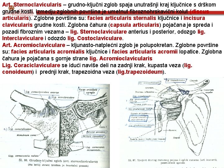 Art. Sternoclavicularis – grudno-ključni zglob spaja unutrašnji kraj ključnice s drškom grudne kosti. Izmedju