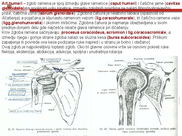 Art. humeri – zglob ramena je spoj izmedju glave ramenice (caput humeri) i čašične