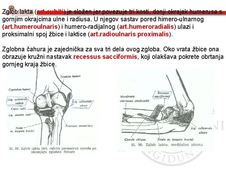 Zglob lakta (art. cubiti) je složen jer povezuje tri kosti, donji okrajak humerusa s