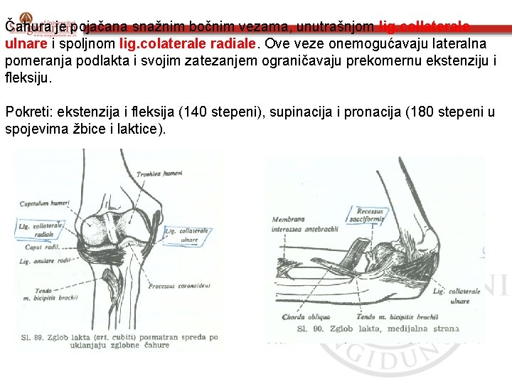 Čahura je pojačana snažnim bočnim vezama, unutrašnjom lig. collaterale ulnare i spoljnom lig. colaterale