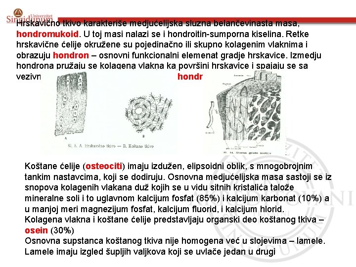 Hrskavično tkivo karakteriše medjućelijska sluzna belančevinasta masa, hondromukoid. U toj masi nalazi se i