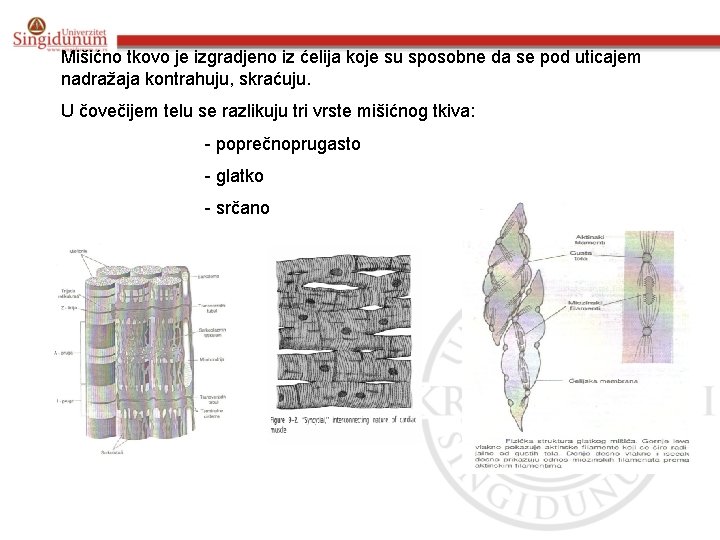 Mišićno tkovo je izgradjeno iz ćelija koje su sposobne da se pod uticajem nadražaja