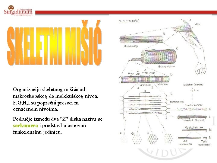 Organizacija skeletnog mišića od makroskopskog do molekulskog nivoa. F, G, H, I su poprečni
