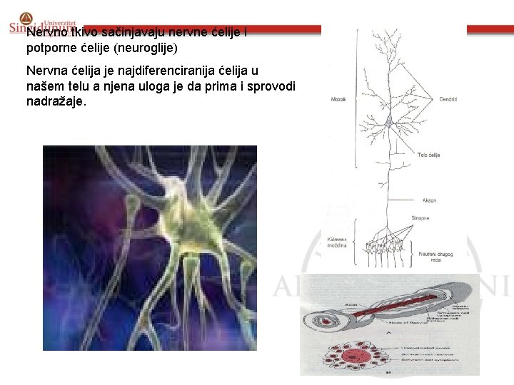 Nervno tkivo sačinjavaju nervne ćelije i potporne ćelije (neuroglije) Nervna ćelija je najdiferenciranija ćelija