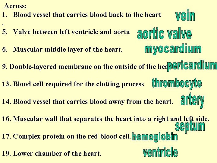 Across 1 Blood vessel that carries blood back