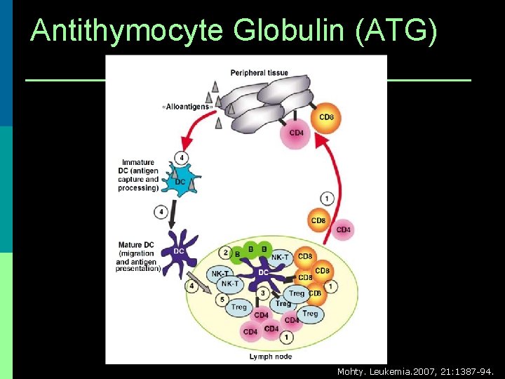 Antithymocyte Globulin (ATG) Mohty. Leukemia. 2007, 21: 1387 -94. 