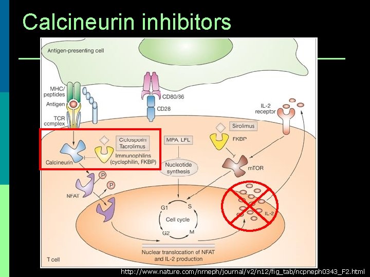 Calcineurin inhibitors http: //www. nature. com/nrneph/journal/v 2/n 12/fig_tab/ncpneph 0343_F 2. html 