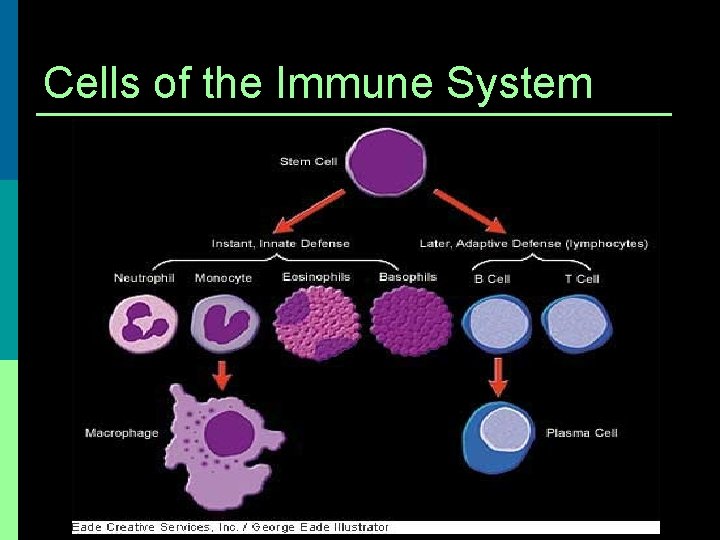 Cells of the Immune System 