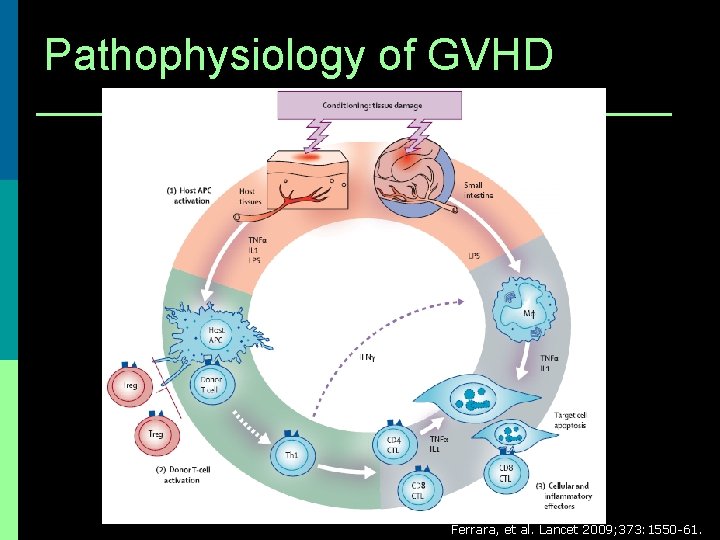 Pathophysiology of GVHD Ferrara, et al. Lancet 2009; 373: 1550 -61. 