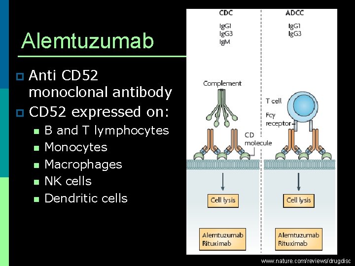 Alemtuzumab Anti CD 52 monoclonal antibody p CD 52 expressed on: p n n