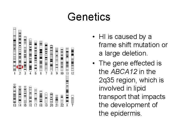 Genetics • HI is caused by a frame shift mutation or a large deletion.