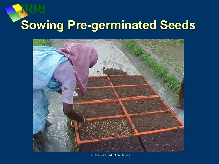 Sowing Pre-germinated Seeds IRRI: Rice Production Course 