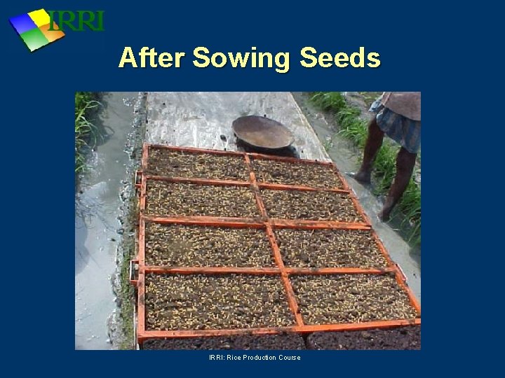 After Sowing Seeds IRRI: Rice Production Course 