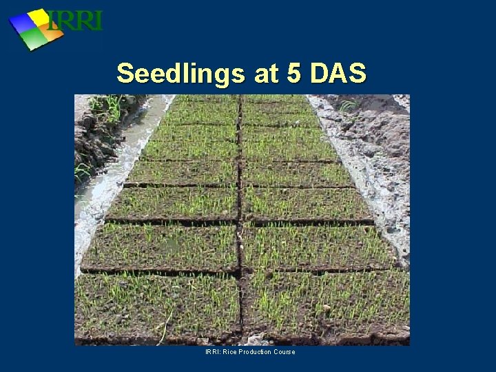 Seedlings at 5 DAS IRRI: Rice Production Course 