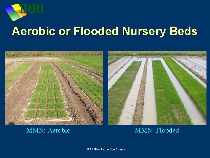 Aerobic or Flooded Nursery Beds MMN: Aerobic MMN: Flooded IRRI: Rice Production Course 