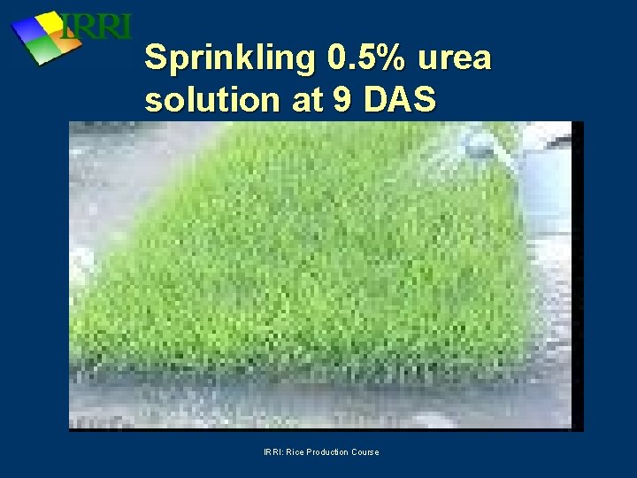 Sprinkling 0. 5% urea solution at 9 DAS IRRI: Rice Production Course 