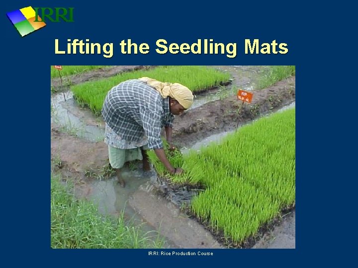 Lifting the Seedling Mats IRRI: Rice Production Course 
