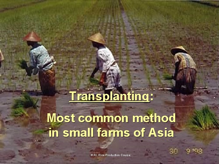 Transplanting: Most common method in small farms of Asia IRRI: Rice Production Course 