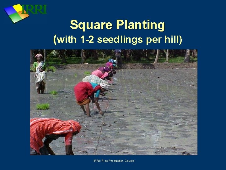 Square Planting (with 1 -2 seedlings per hill) IRRI: Rice Production Course 