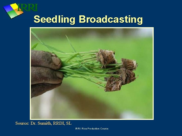 Seedling Broadcasting Source: Dr. Sumith, RRDI, SL IRRI: Rice Production Course 