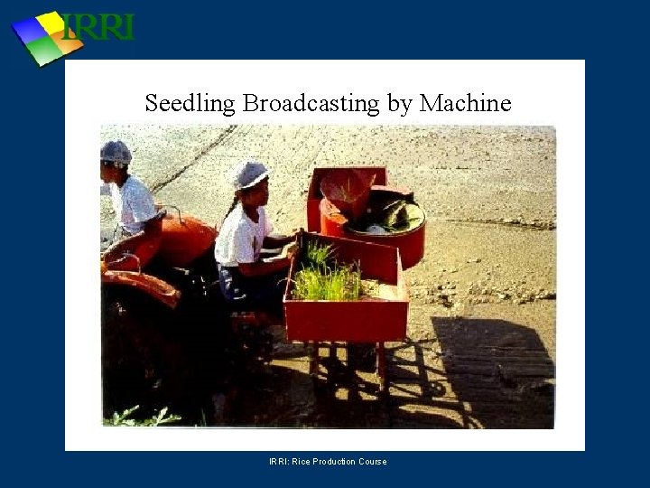 Seedling Broadcasting by Machine IRRI: Rice Production Course 