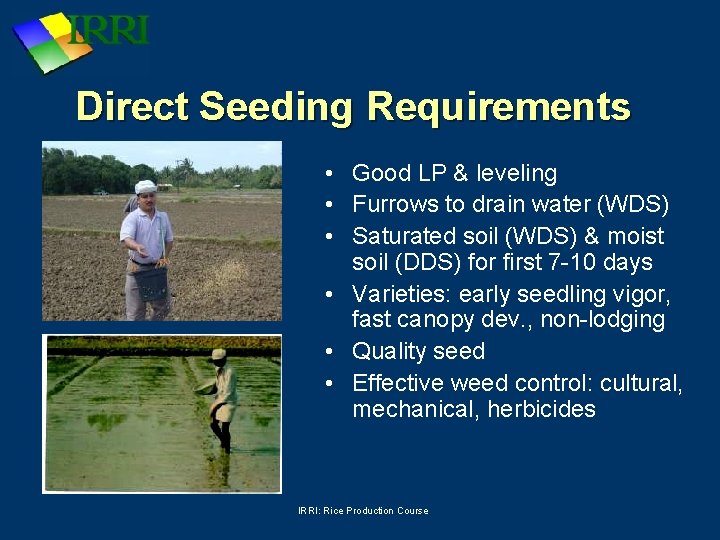 Direct Seeding Requirements • Good LP & leveling • Furrows to drain water (WDS)