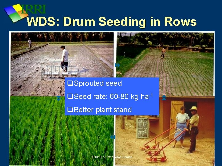 WDS: Drum Seeding in Rows q. Sprouted seed q. Better plant stand IRRI: Rice