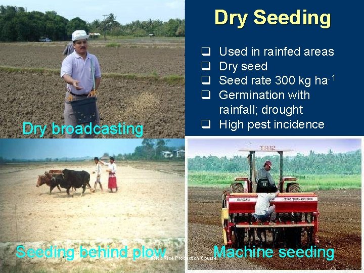 Dry Seeding q q Used in rainfed areas Dry seed Seed rate 300 kg