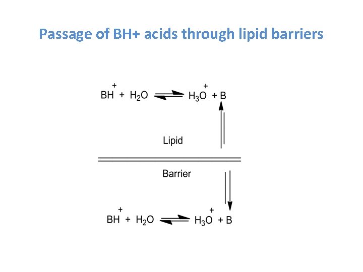 Passage of BH+ acids through lipid barriers 