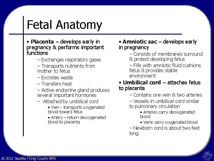 Fetal Anatomy • Placenta – develops early in pregnancy & performs important functions –