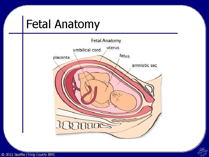 Fetal Anatomy © 2011 Seattle / King County EMS 
