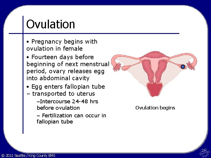 Ovulation • Pregnancy begins with ovulation in female • Fourteen days before beginning of