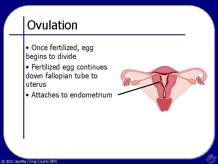 Ovulation • Once fertilized, egg begins to divide • Fertilized egg continues down fallopian