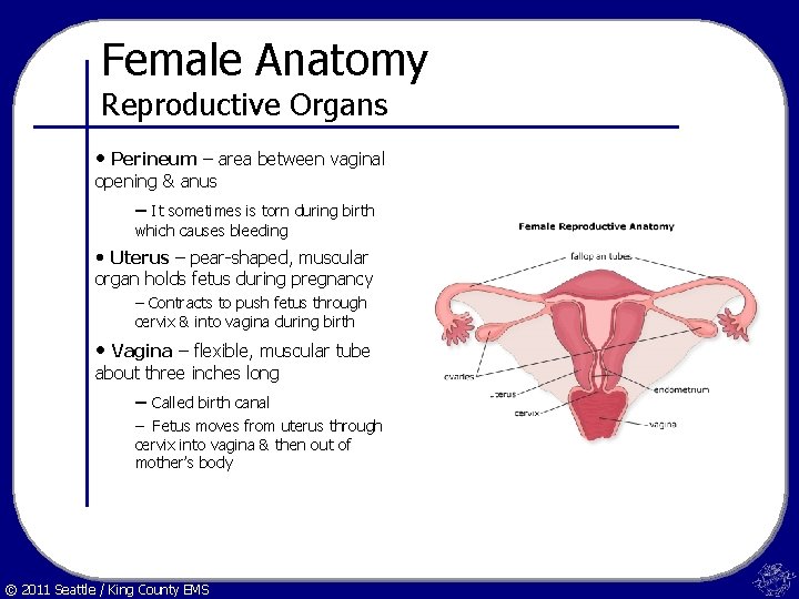 Female Anatomy Reproductive Organs • Perineum – area between vaginal opening & anus –