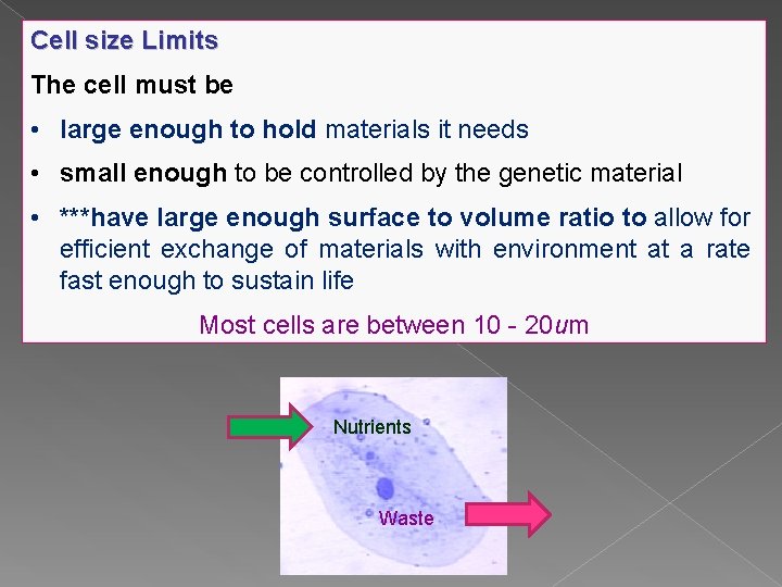Cell size Limits The cell must be • large enough to hold materials it
