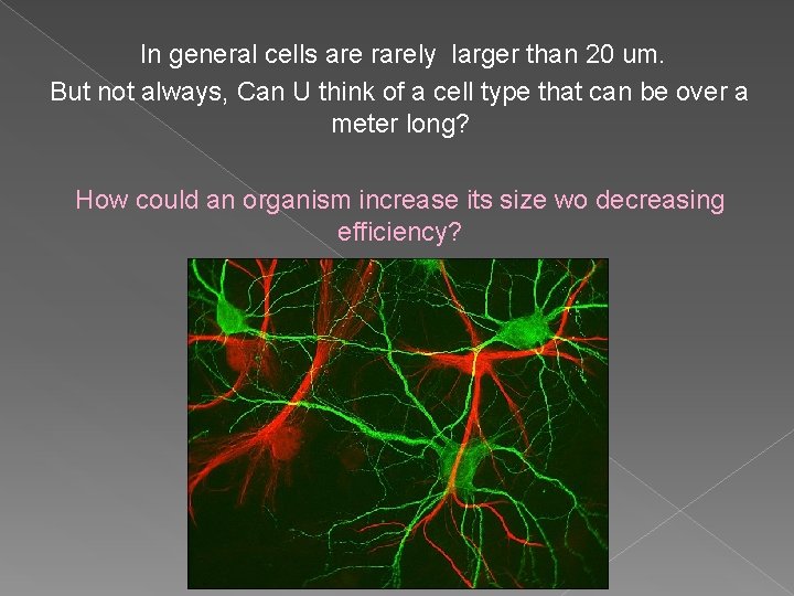 In general cells are rarely larger than 20 um. But not always, Can U