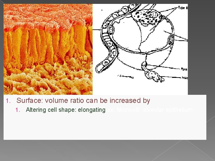 1. Surface: volume ratio can be increased by 1. Altering cell shape: elongating ex.