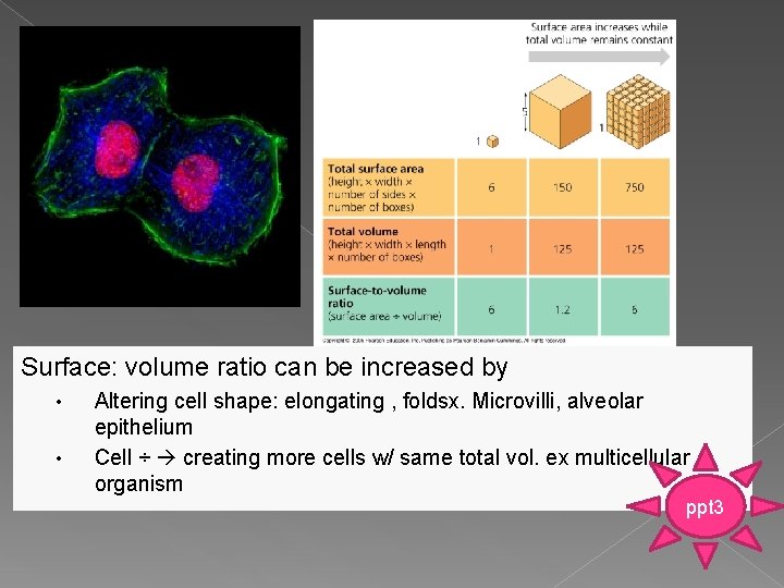 Surface: volume ratio can be increased by • • Altering cell shape: elongating ,